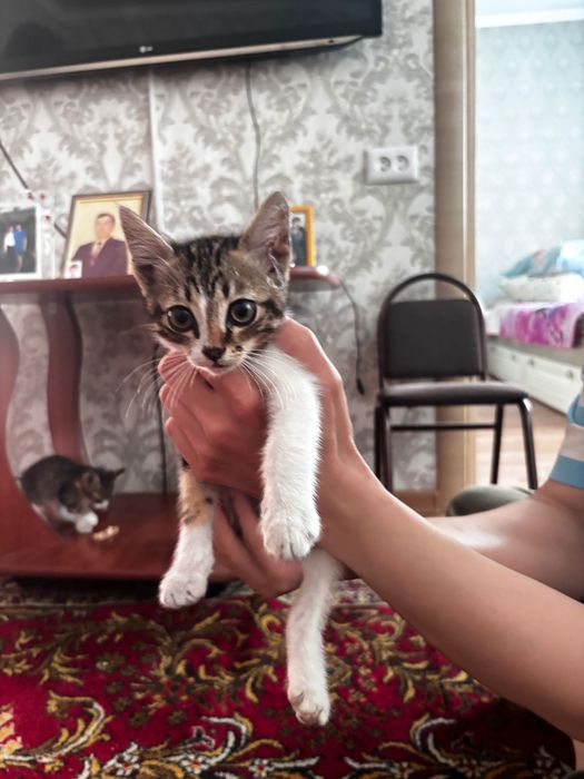Котенок ищет дом