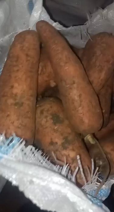 Продам морковь оптом