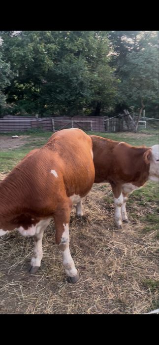 De vanzare 2 vitele 6si 5luni