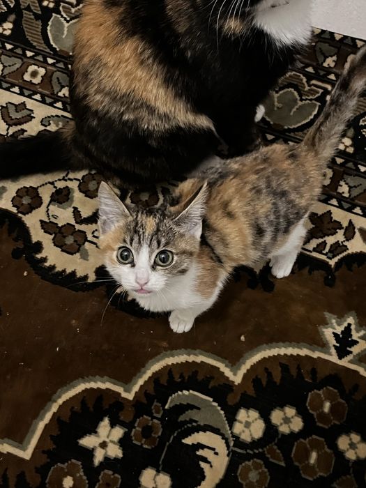 карликовый котенок