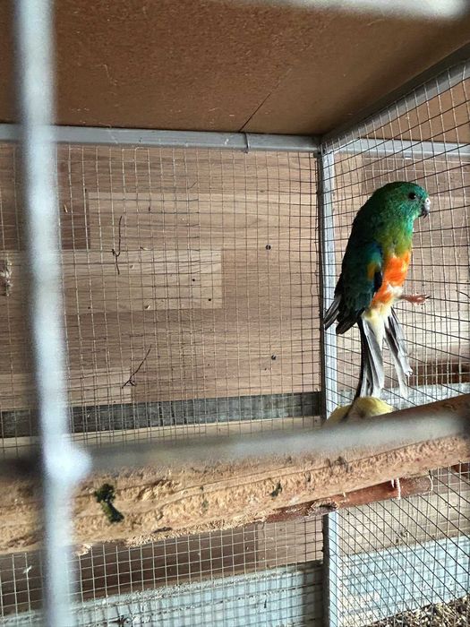 De vânzare sau schimb pereche papagali cantatori si pereche papagali călugări