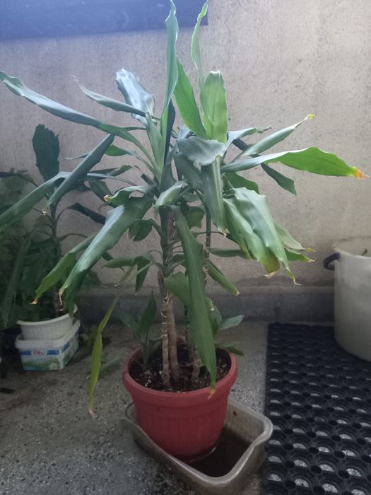 Многогодишен зелен храст. Euonymus japonicus, драцена, лирата,