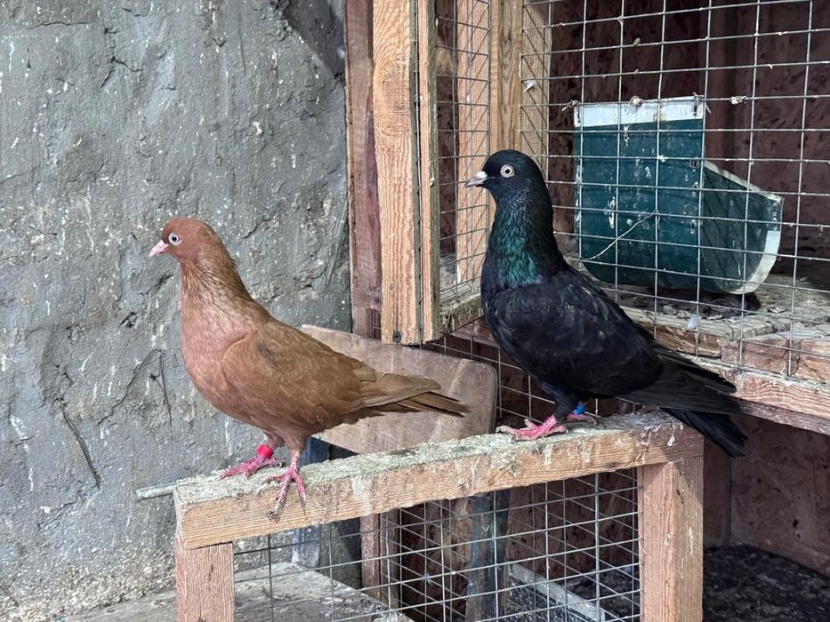 Голуби.Иранцы.пара