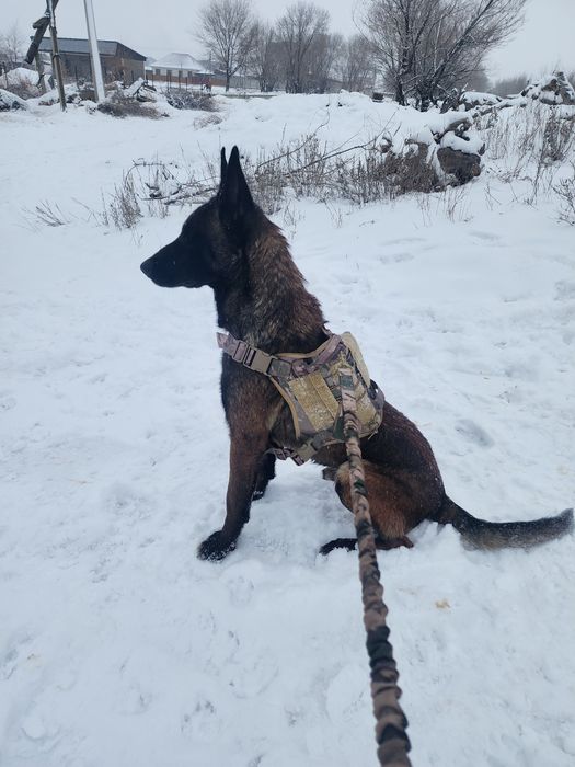 Белгиская окарачка