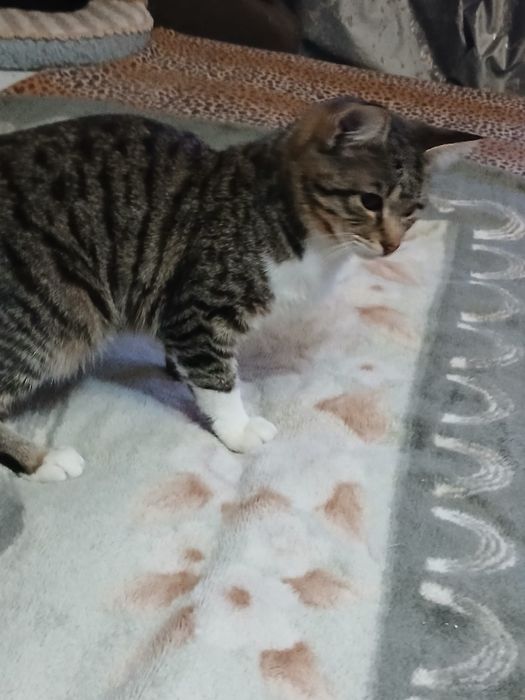 Шустрик ищет дом