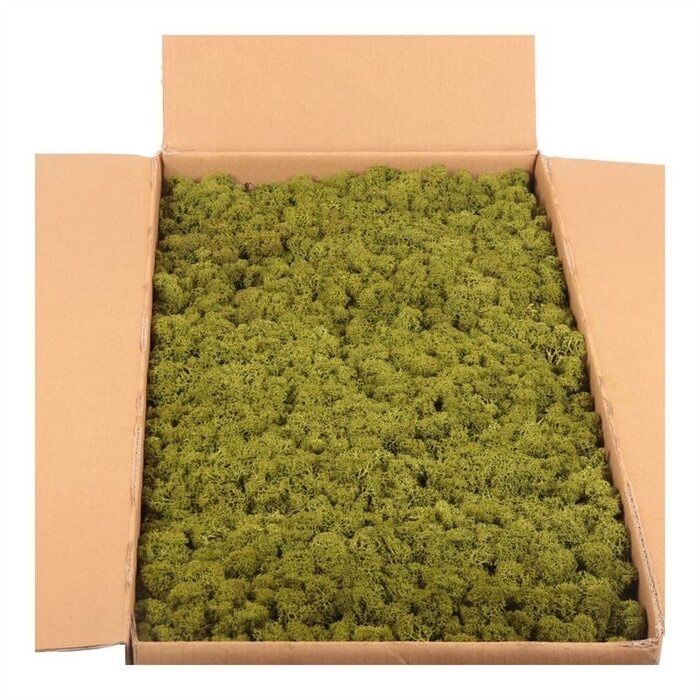 Скандинавски мъх