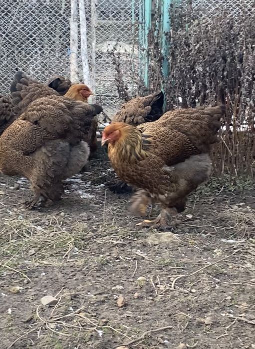 Oua brahma potarnichiu