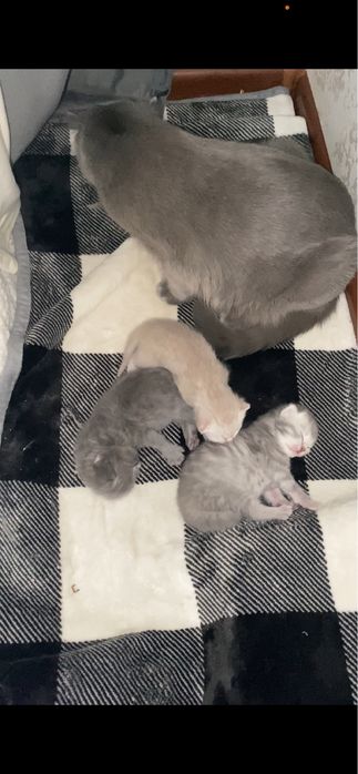 Шотланские котята