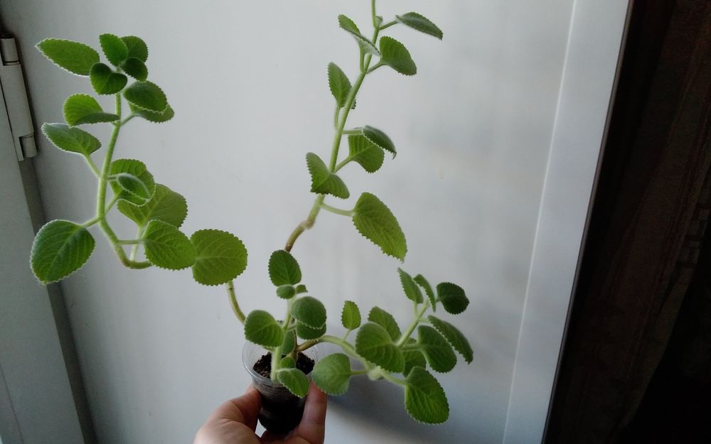 Продам   мяту комнатную