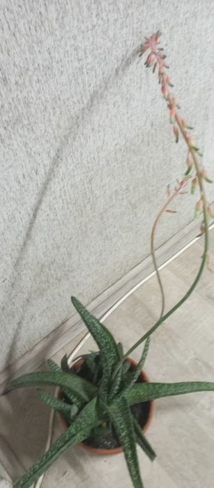 Редкое алоэ, гастералоэ Авео