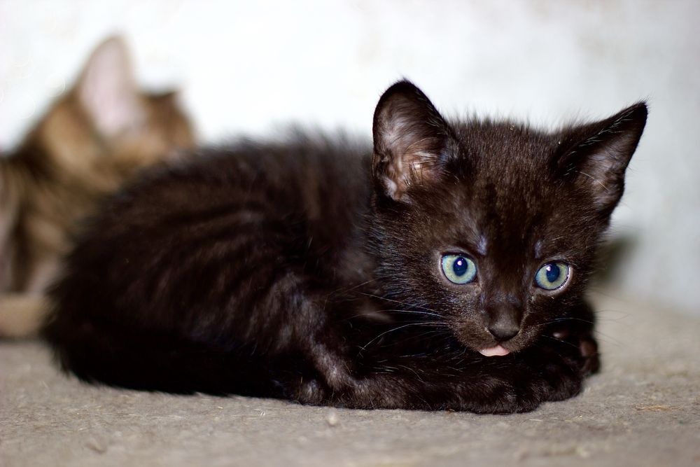 Продам котят 1,5 мес.