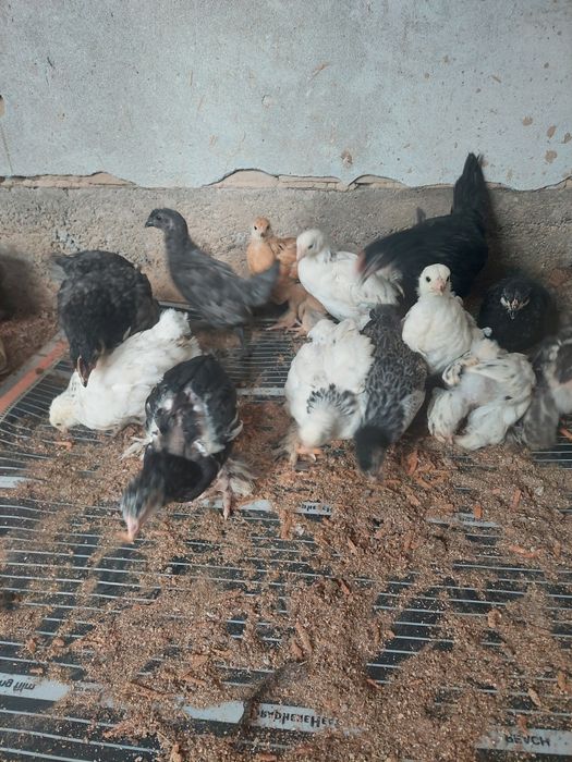 Брама ва кора шахзода товук ва жожалар