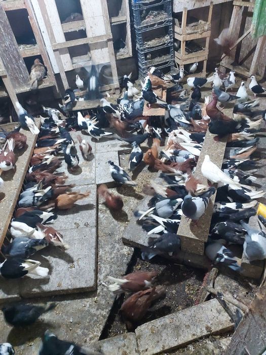 Porumbei Jucatori de Galati