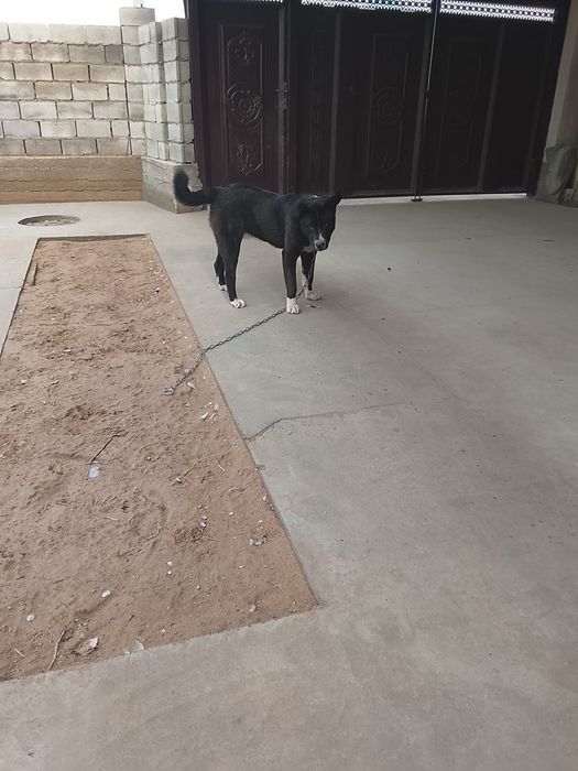 Тегін ит бар орташа бойлы