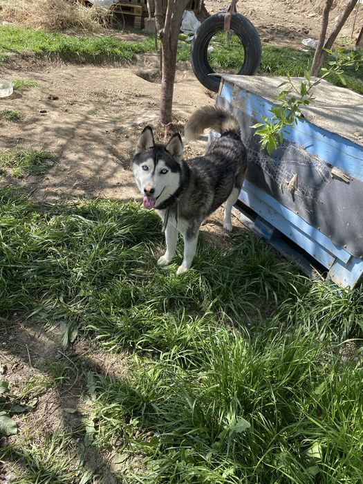 Sibirski XASKI.  Sotiladi.