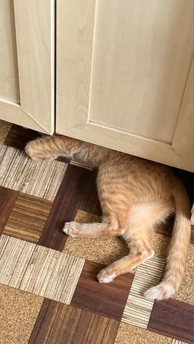 Кошка девочка стерилизована