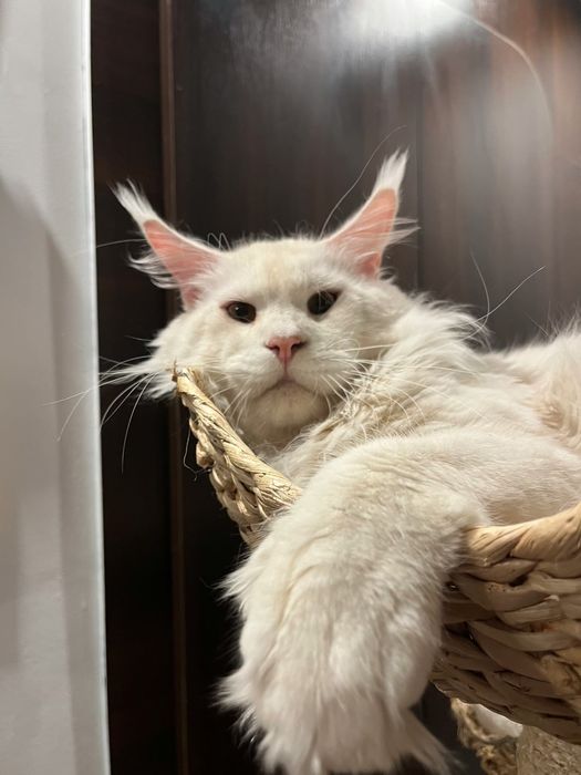Baietel Maine Coon PEDIGREE Felisa
