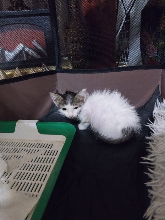 Котенок мальчик 1 месяц