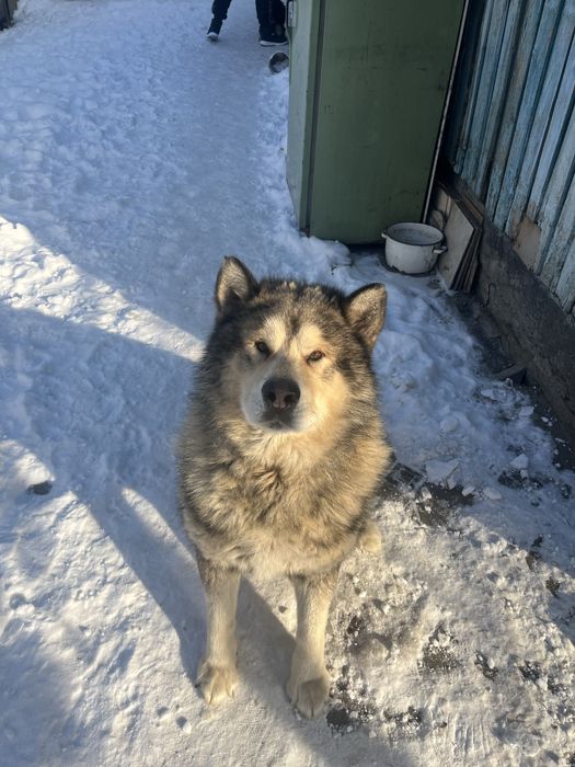 Аляскинский Маламут Вязка