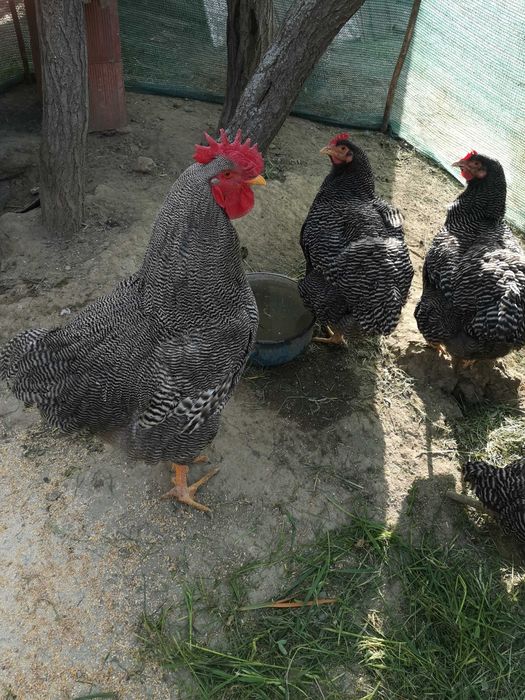 Vând familie playmount.