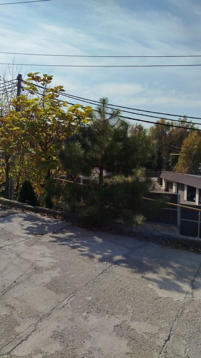 Продам сосну на штамбе крымская