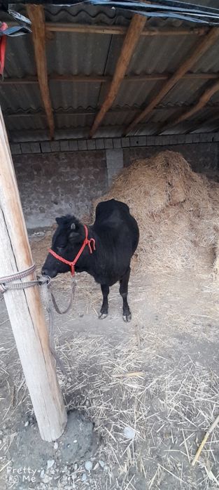 Gunojin sotladi soglom yeb ichishi zor