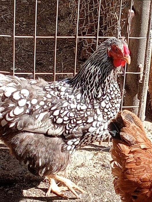 Familie gaini wyandotte
