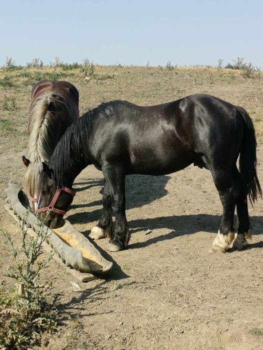 Cai de vanzare..