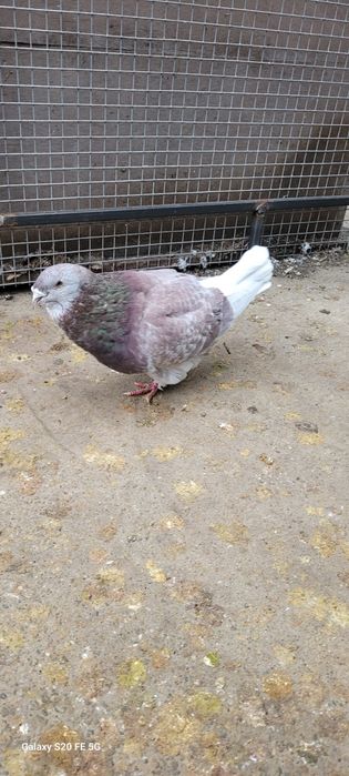 Porumbei standard românesc