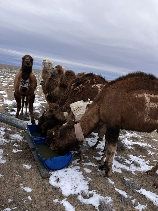 Түйелер сатылады