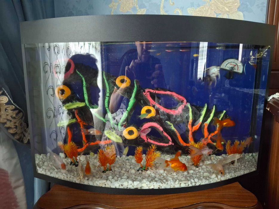 Аквариум с рыбами