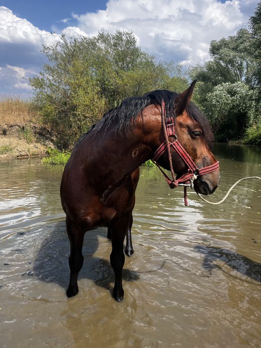 armăsar 4 ani jumate
