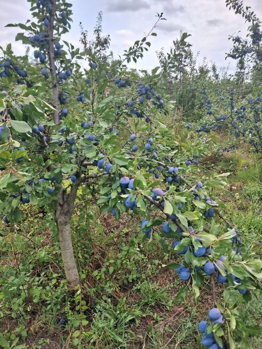 Vând prune pentru masa,dulceață,compot,țuică