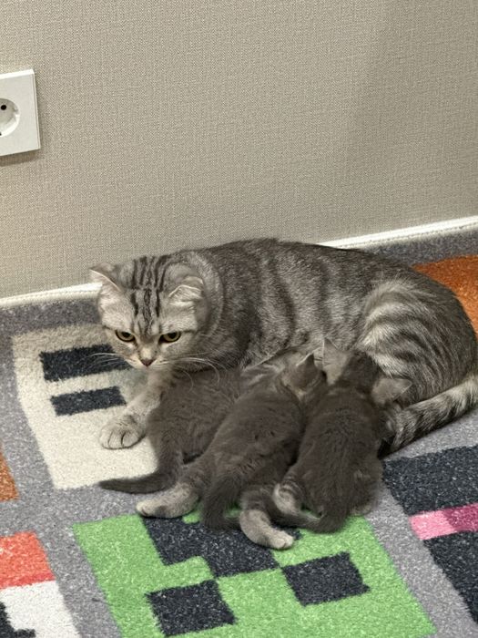 Кошка шотландская вислоухая