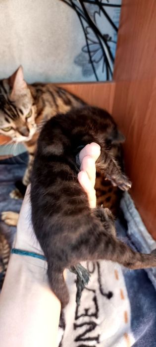 Продаются котята
