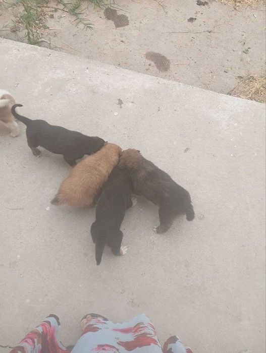 Kuchuk bolasi, 1 oylik, ovqat yeydi.