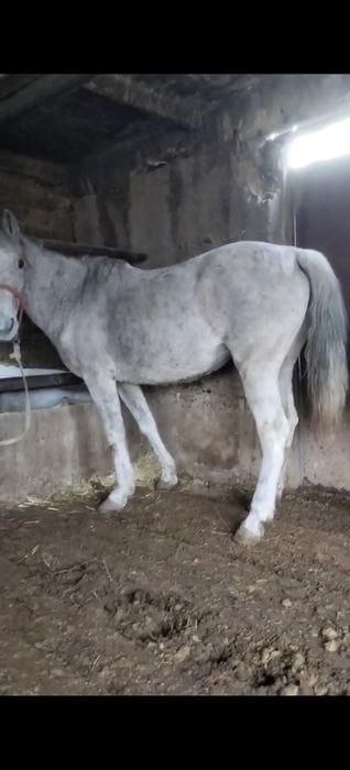 Семіз бордақы бие сатылады срочна