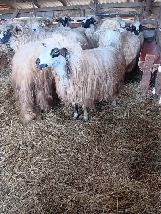 Schimb cu oi mai mari sau Vând doua oi tinere