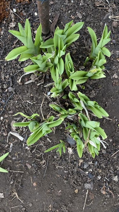 Продам Лилию садовую