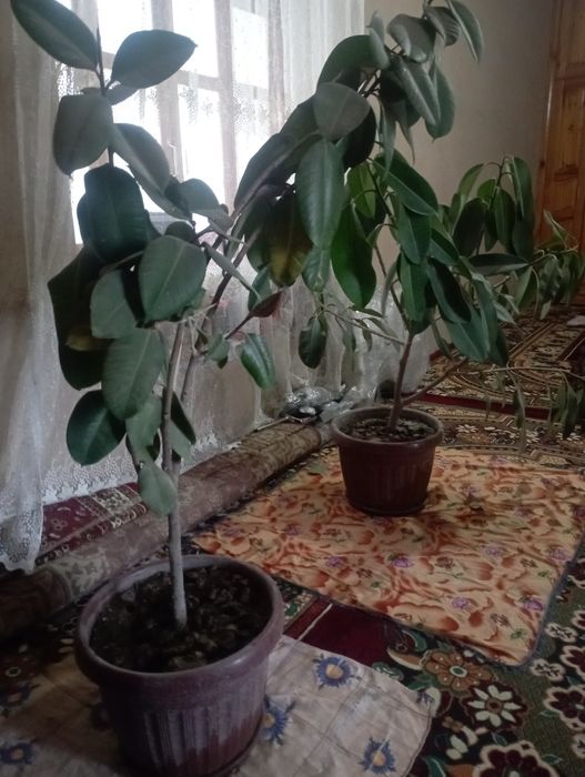 Gul qora shahzoda+malika