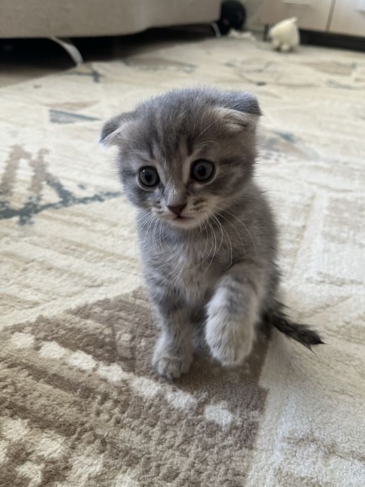 котята шотландские вислоухий и прямоухий