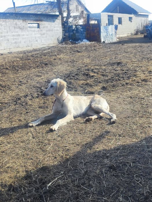 Осы қаншық сатылады