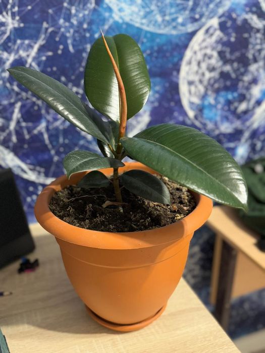 Продам комнатные цветы в горшках