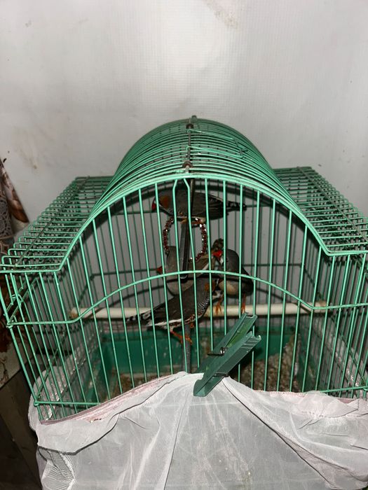 De vânzare,zebre australiene 3 pui și 2 adulți (mascul-femelă)