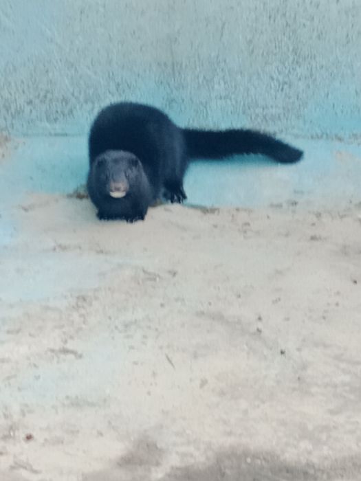 Домашние животные