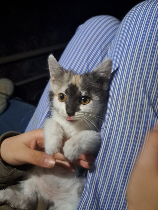 Отдам котёнка девочку в хорошие руки