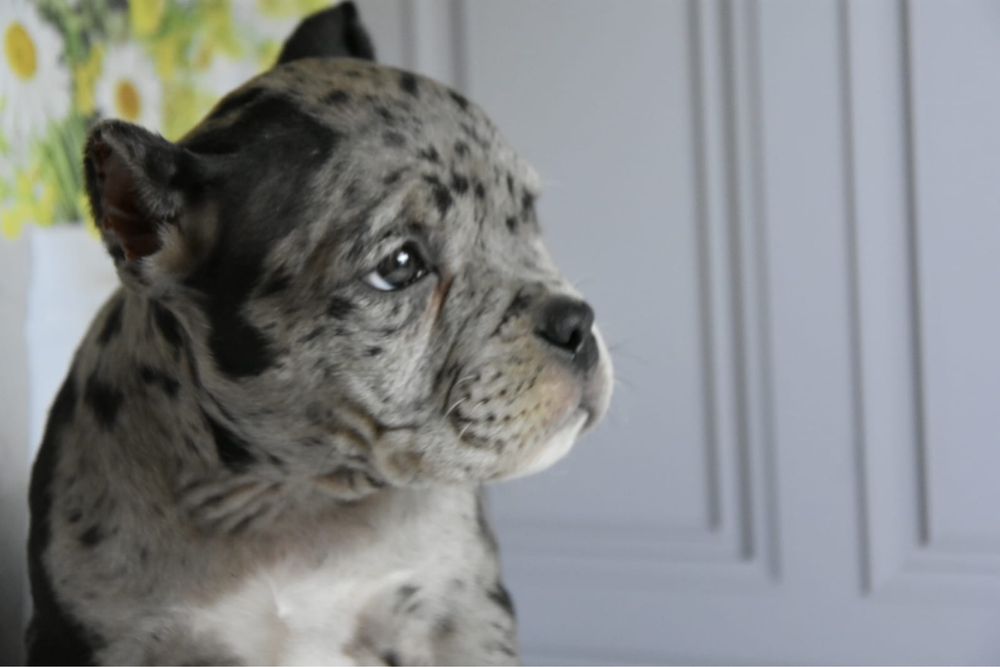 Американская булли