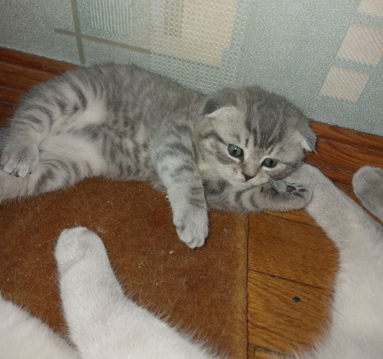 Вислоухие Британские котята