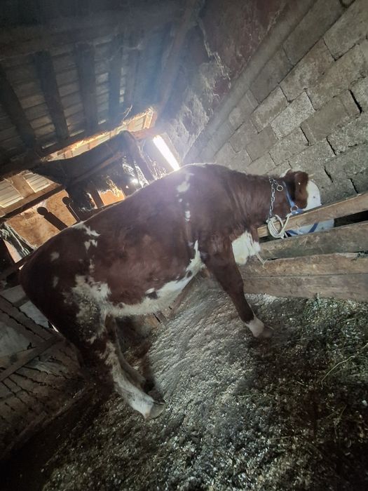 Vand juninca baltata romaneasca