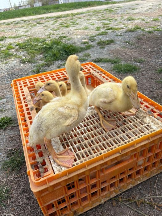 Pui rasă mixtă si pui albi de carne